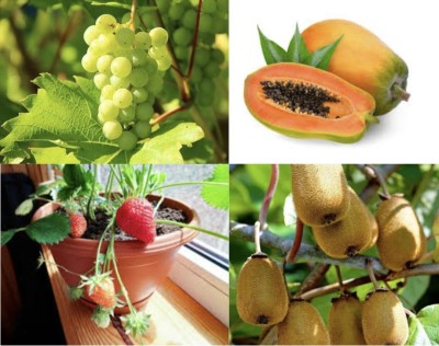 seedx Strawberry ,Grapes ,Kiwi ,Papaya Fruit Combo Pack Seed(80 per packet)