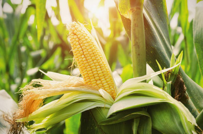 wequality Hybrid sweet corn seed, Sweet hybrid corn seeds, Hybrid corn seeds sweet Seed(325 per packet)