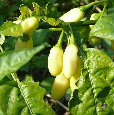 ibains Bird chilli seed Seed(120 per packet)