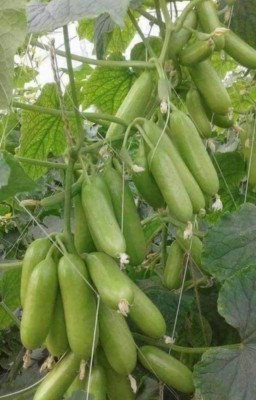 HYBRID Kgp cucumber seeds highest yield variety early fruiting dark green fruits Seed(1 per packet)