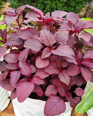 XOLDA Organic red amarnthus Seed(26 per packet)
