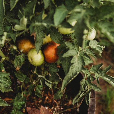 Biosnyg Hybrid Tasmanian Chocolate Tomato Vegetable Seeds For Gardening - (4000 Seeds) Seed(4000 per packet)