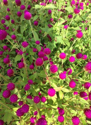 BSARKAR Gomphrena globosa/botam flowers seed Seed(50 per packet)