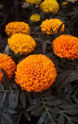 Kavya Craft marigold/gende ka phool flower seeds Seed(75 per packet)