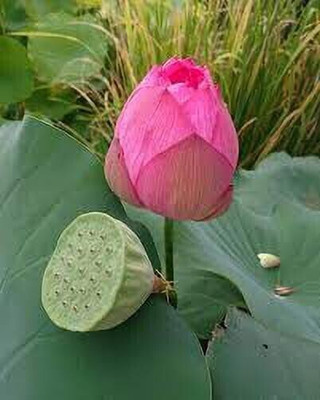 Greenry lotus Seed(20 per packet)