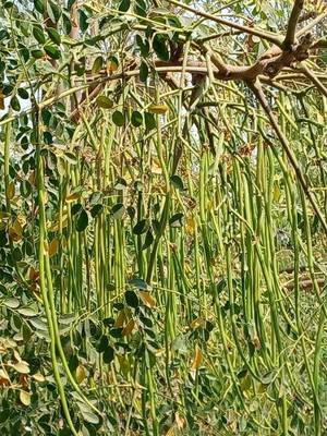 SUPRIKAM Premium Moringa Seeds for Plantation – High Germination Rate, Nutrient-Rich Seed(5 per packet)