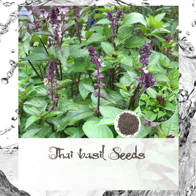 WILLVINE HUA-41 Licorice (Anise) Basil Seeds Seed(1000 per packet)