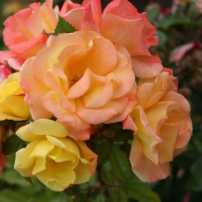 CYBEXIS GUA-66 - Climbing Roses - (300 Seeds) Seed(300 per packet)