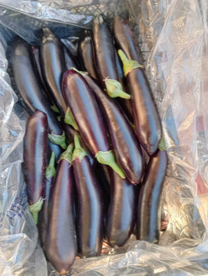 Avysa Brinjal Seed(100 per packet)