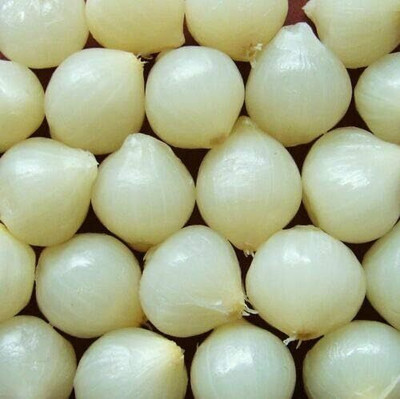 KNESSiN Onion - Paris SILVERSKIN - Versatile Tiny White Bulbs Seed(300 per packet)