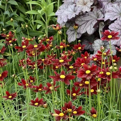 Lorvox Candytuft Flower F1 Hybrid Seed(140 per packet)