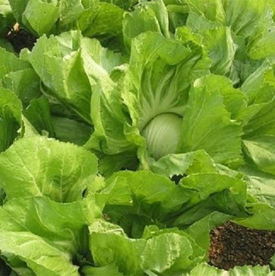 VibeX ® LXI-388 Heading Mustard - BAU Sin Seed(500 per packet)
