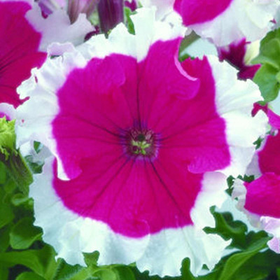 Biosnyg Petunia - Frost Series Flower Garden Seed-Cherry-[250 Seeds] Seed(250 per packet)