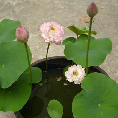 Aywal Lotus Seed(55 g)