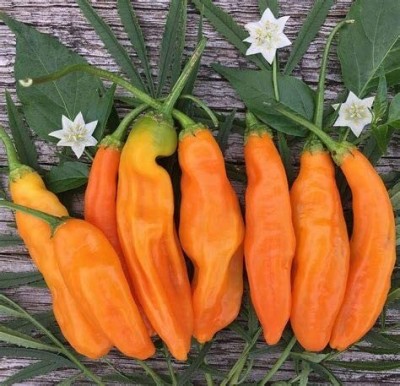 CYBEXIS Organic Aji Amarillo Chile Pepper Vegetable Seeds2400 Seeds Seed(2400 per packet)