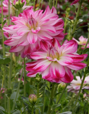 LPR DAHLIA Seed(20 per packet)
