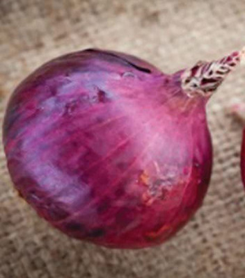 WILLVINE GBPUT-592 Red Candy Apple Hybrid Onion Seeds-3000 Seeds Seed(3000 per packet)