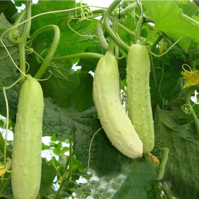 Qualtivate GBPT-7A Long Chinese Cucumber White Seed(300 per packet)