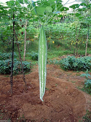 Qualtivate ICRA-2A Snake gourd Seeds- Buag Ngu Seed(25 per packet)