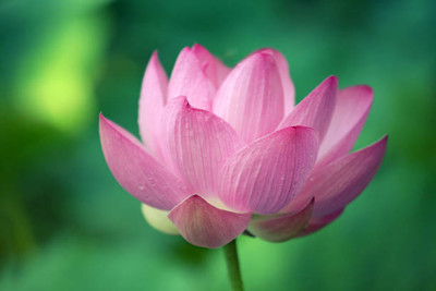 True Elements lotus,kamal gatta Seed(14 per packet)