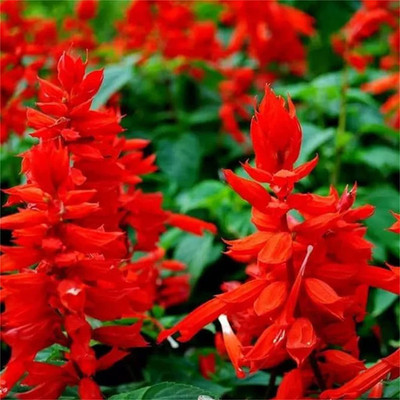 VibeX ® VLR-262 Scarlet Sage Flower Seeds Seed(200 per packet)