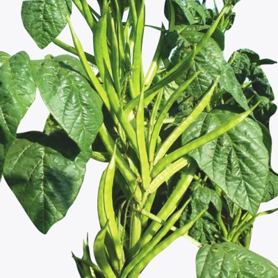 Flipkart SmartBuy Cluster Beans Guar Seed(25 per packet)