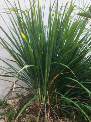 Aywal Lemon Grass Seed(10 per packet)