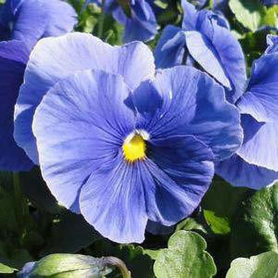 CYBEXIS F1 PANSY PURE BLUE FLOWER SEEDS Seed(1 g)