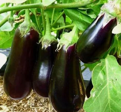 Biosnyg Heat Tolerant Brinjal - Eggplant ( Seeds) Seed(2000 per packet)