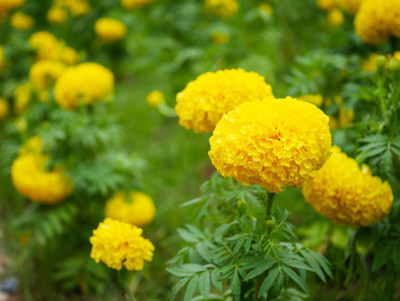 ELANHOOD marigold/gende ka phool flower seeds Seed(50 per packet)