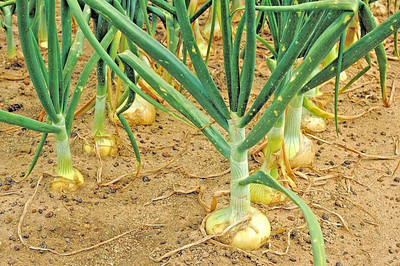 WILLVINE AGRI -X Sweet Onion Seeds Organic [5g] Seed(3000 per packet)