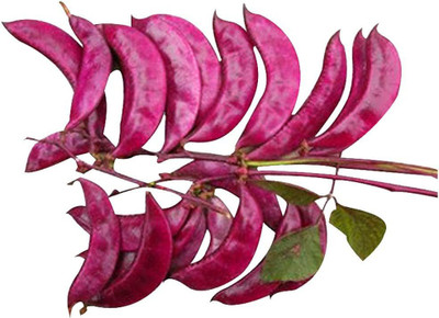 CYBEXIS Purple Hyacinth Bean Seeds200 Seeds Seed(200 per packet)