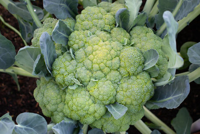 Parshwa white cauliflower,gobhee seeds Seed(45 per packet)