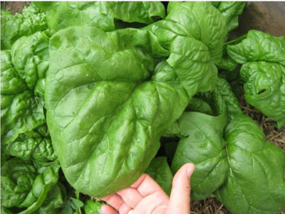 CYBEXIS VXI-2 - Winter Spinach Giant - (750 Seeds) Seed(750 per packet)