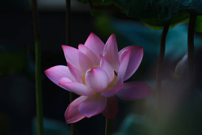 worldex lotus,kamal gatta Seed(11 per packet)