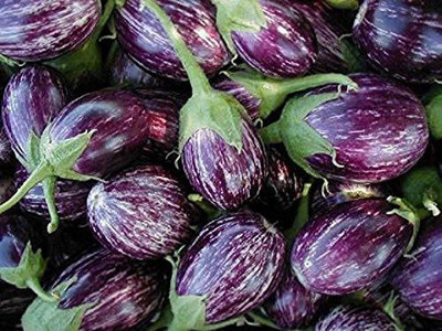 CYBEXIS XLR-40 - Brinjal Hybrid Vegetable - (450 Seeds) Seed(450 per packet)