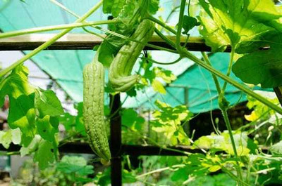 Paudhaa F1 BEST QUALITY BITTER GOURD SEEDS Seed(30 per packet)