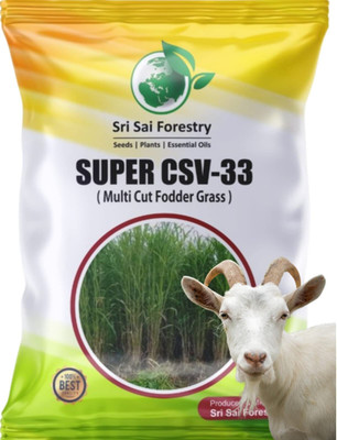SRI SAI FORESTRY CSV 33 MF (Anant) Fodder Grass Seeds, High Yield Multi Cut Grass Seed(100 g)