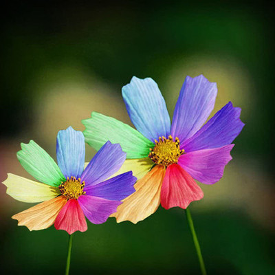 CYBEXIS VVI-55 - Rainbow Chrysanthemum Flower - (30 Seeds) Seed(30 per packet)