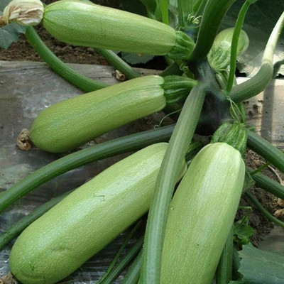 CYBEXIS Summer Squash Zucchini Seeds 100 Seeds Seed(100 per packet)