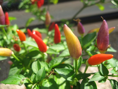 Biosnyg Easy to Grow Hot Twilight Numex Chilli Seeds For Planting-(4000 Seeds) Seed(4000 per packet)