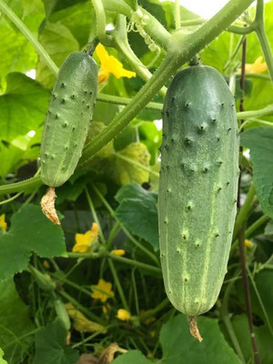 Kodali 19 Pcs -Cucumber Seed Seed(19 per packet)