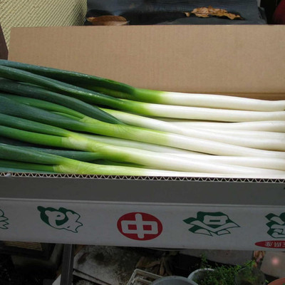 KNESSiN Easy to Grow Japanese Green Onion Seeds for Terrace Gardening-(1200 Seeds) Seed(1200 per packet)