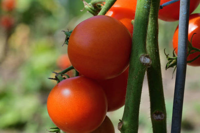 gelunix tomato Seed(145 per packet)