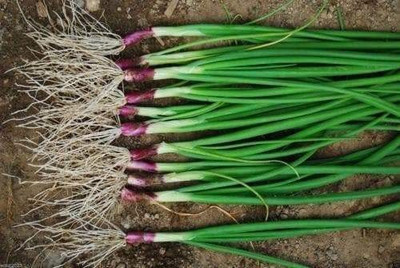 CYBEXIS VXI-53 - “Apache” Red Bunching Onion Scallion - (4500 Seeds) Seed(4500 per packet)