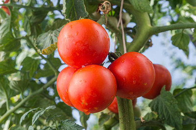 Greenery Seed Retail tomato Seed(150 per packet)