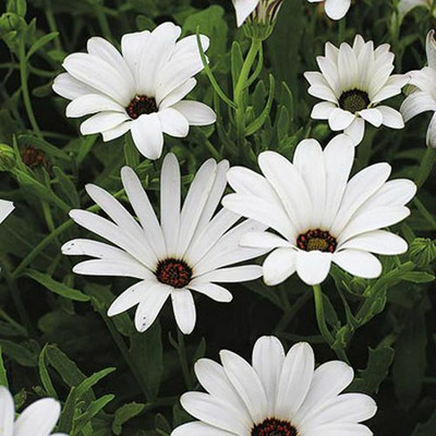 CEZIUS Seeds for Gardening Dimorphotheca White Color Flower Seed(75 per packet)