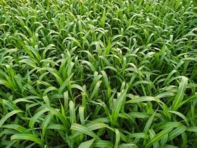 ibains Grass seeds for goat farming Seed(6400 per packet)