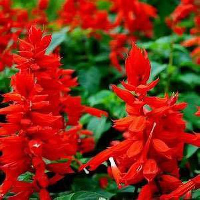 CYBEXIS Salvia Mixed Color | F1 Hybrid Flower | Seeds For Home Garden Seed(50 per packet)