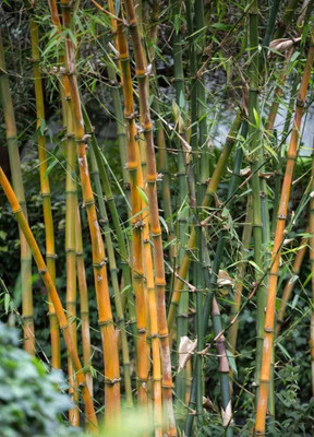 BDSresolve Golden bamboo seeds OF 39 Seed(39 per packet)